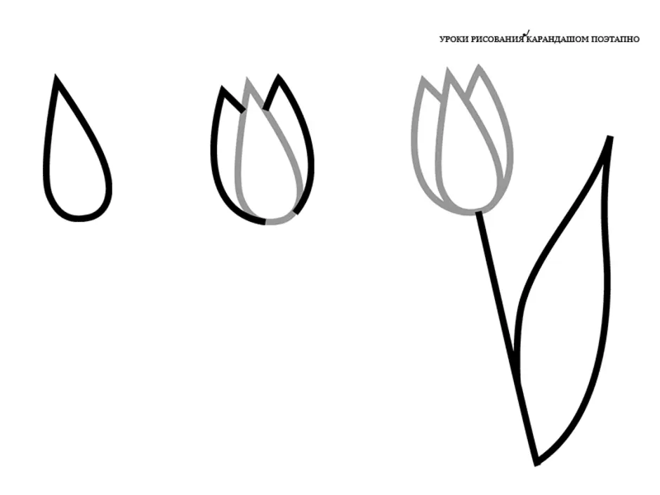 Как нарисовать тюльпаны карандашом поэтапно