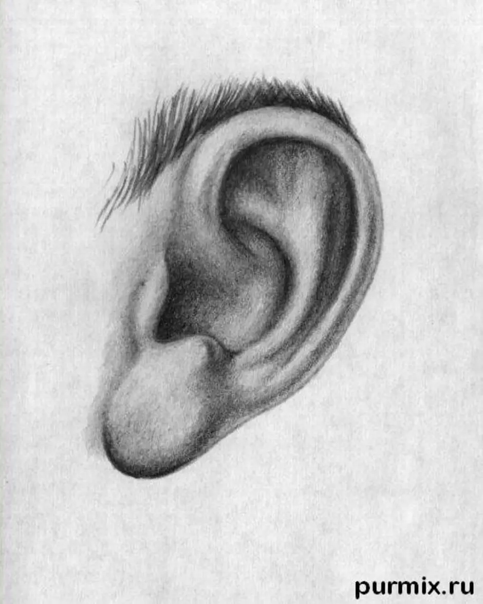 Показать картинку уха. Ухо карандашом. Зарисовки уха. Ухо рисунок для детей.