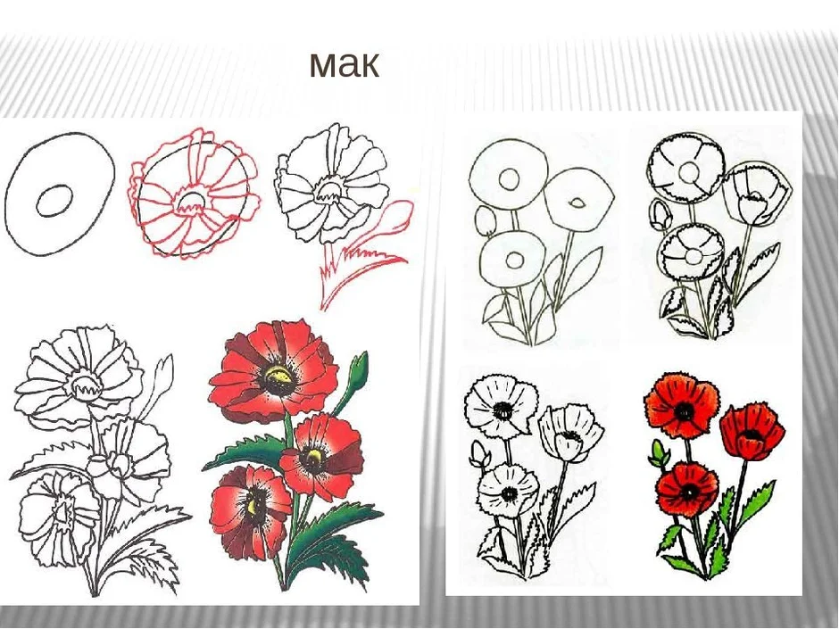 Уроки рисования для детей рисуем маки