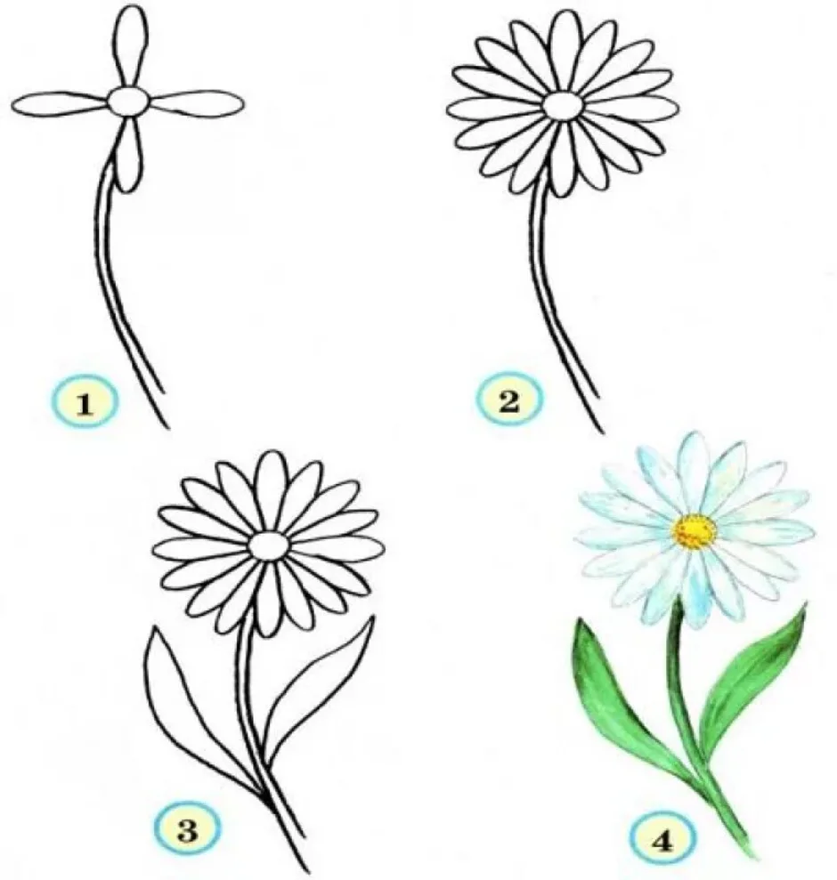 Как нарисовать хризантему поэтапно 4 урока