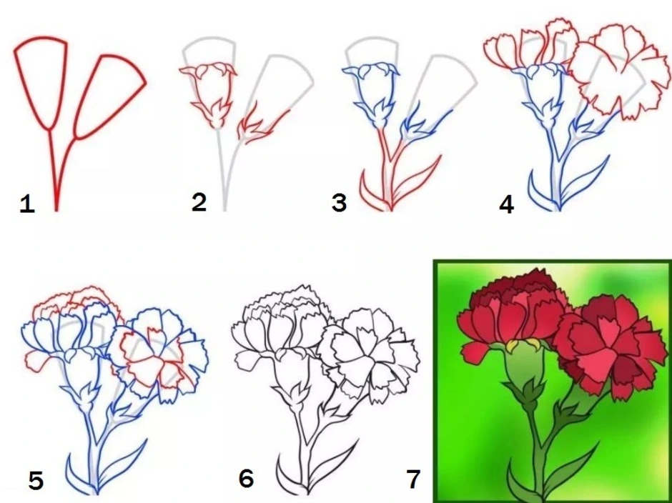 Рисунок гвоздики поэтапно для детей