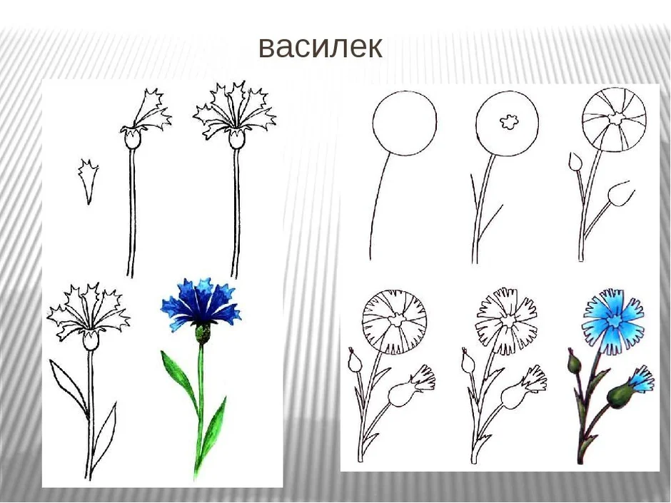 Картинка василек цветок для детей картинка