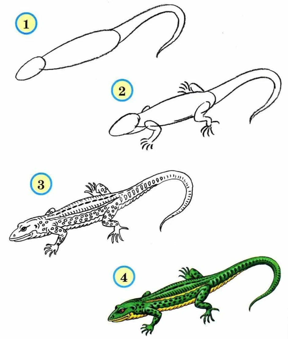 Рисунок ящерицы прыткой ящерицы