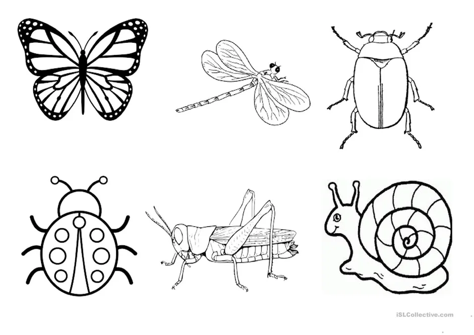Нарисовать насекомых для 1 класса по окружающему миру