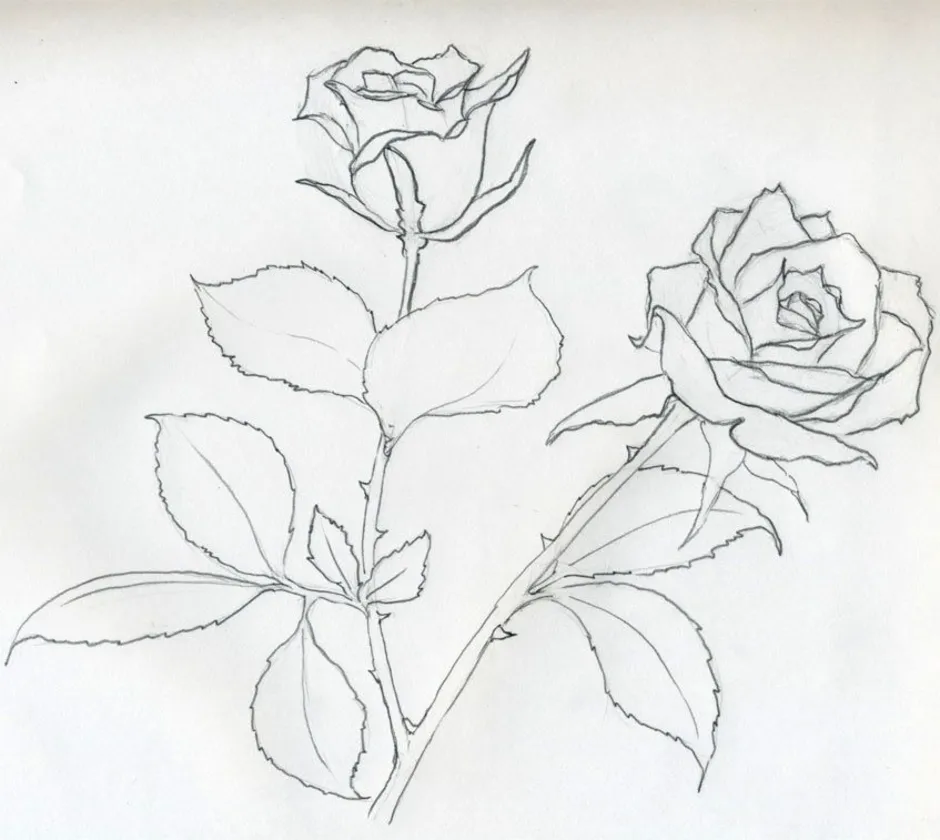Рисунки для срисовки на лист а4. Цветы рисунок карандашом. Красивые рисунки карандашом цветы. Рисунки для срисовки цветы.