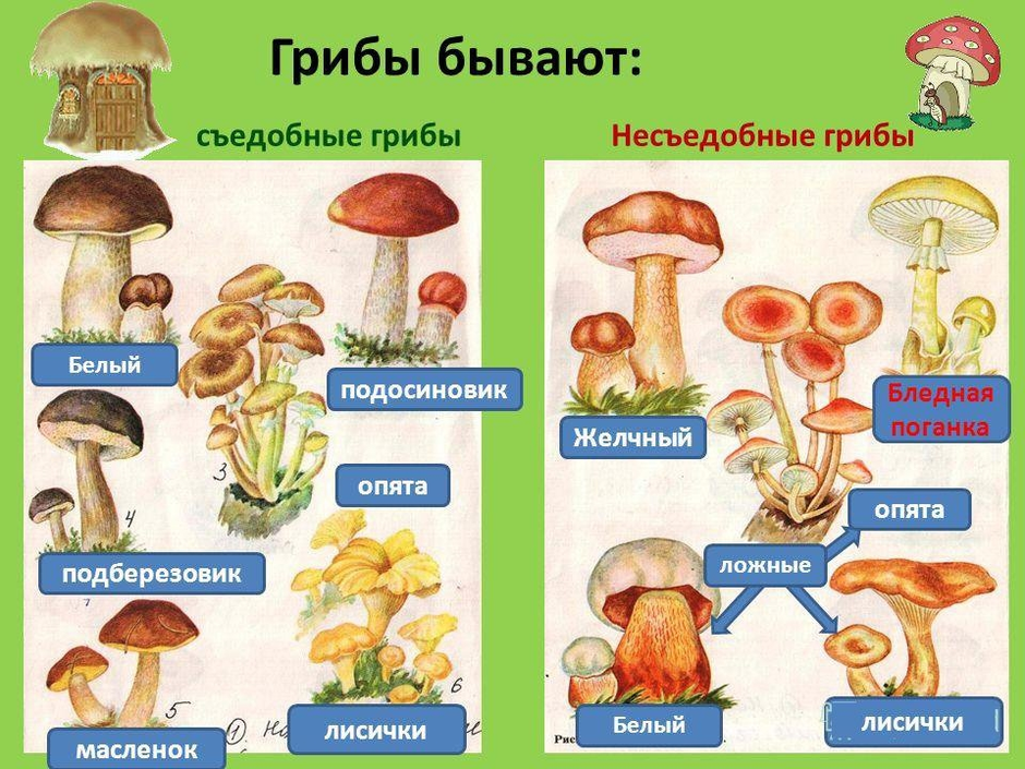 Раскраски Грибы