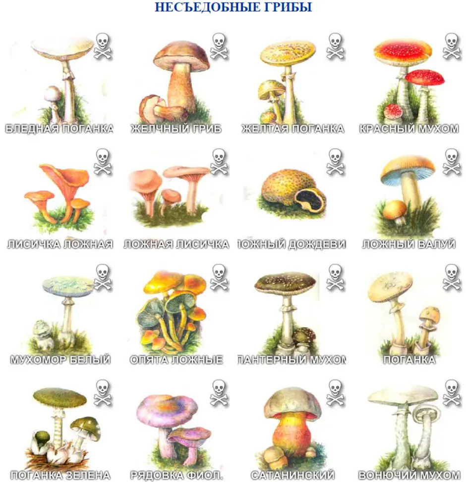 Название некоторых грибов. Рисунки съедобных грибов и несъедобных грибов с названиями. Грибы съедобные несъедобные и ядовитые. Съедобные условно съедобные и несъедобные грибы. Съедобные грибы и несъедобные грибы рисунки.