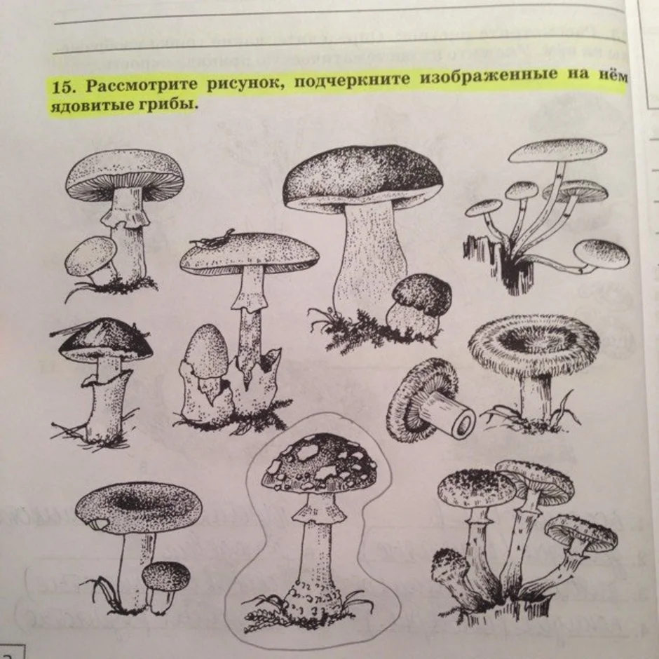 Несъедобные грибы рисунок карандашом