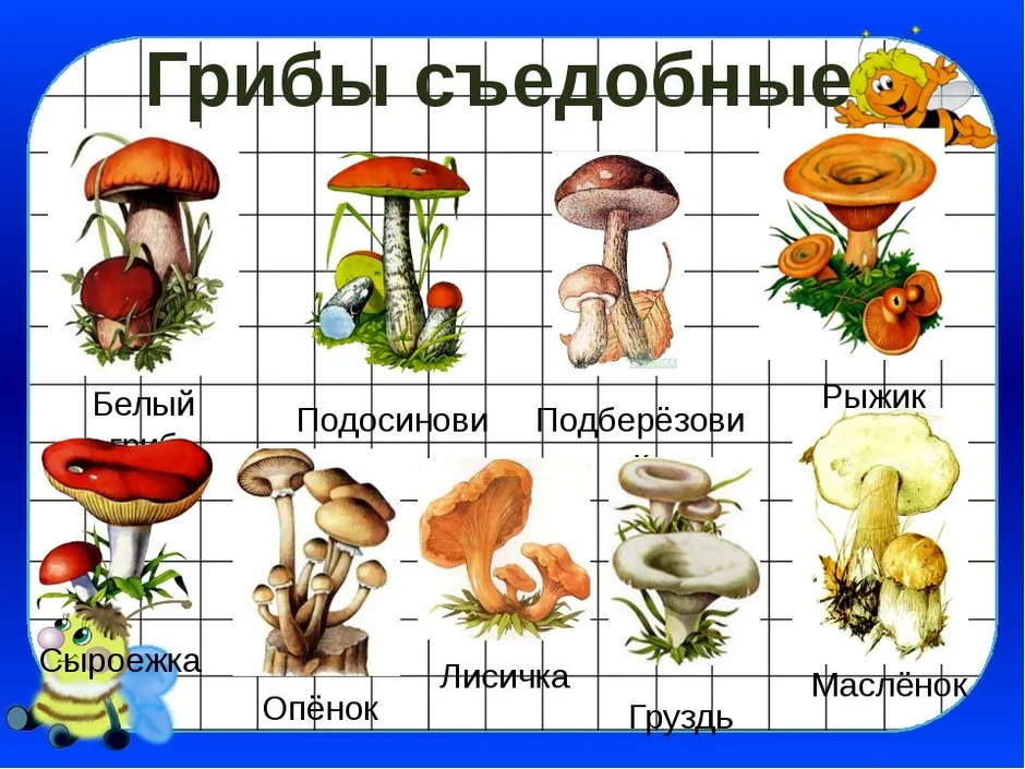 Напишите названия грибов в соответствии с цифрами на рисунке