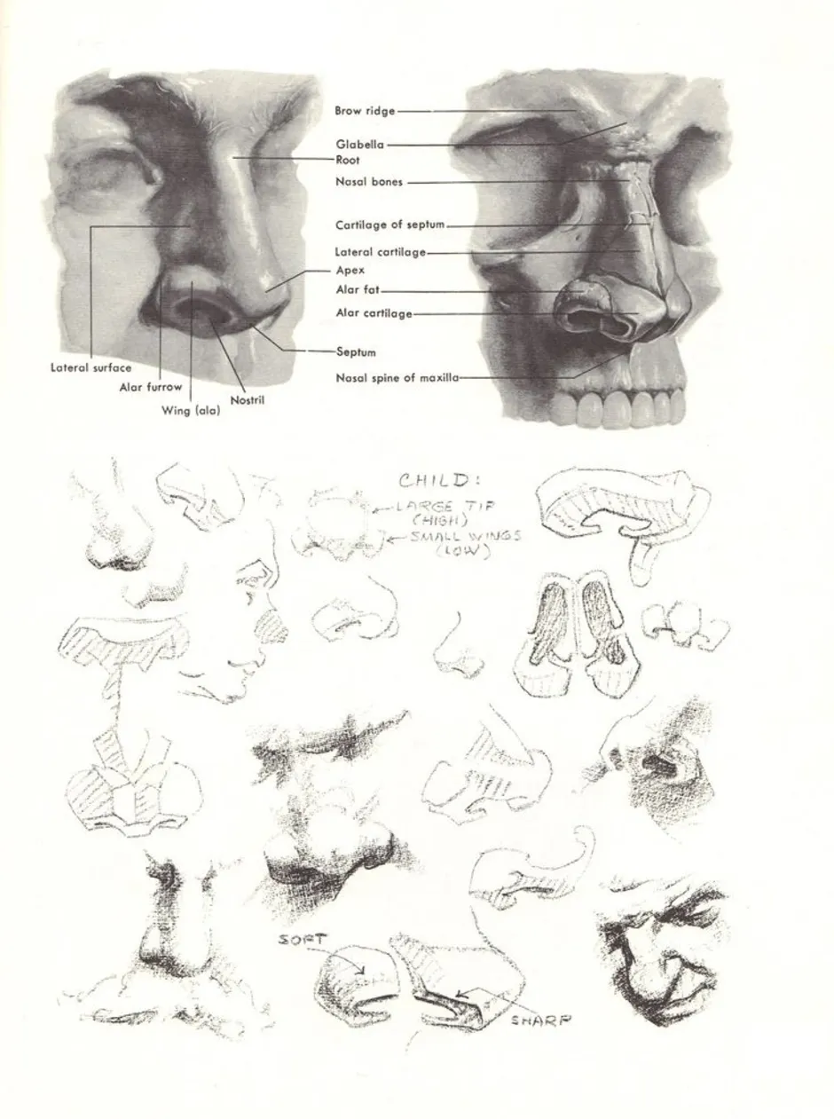 Построение Носа Академический Рисунок (58 Фото)
