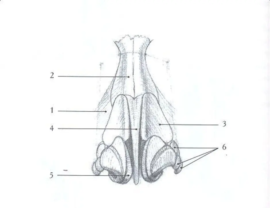 Строение носа человека рисунок