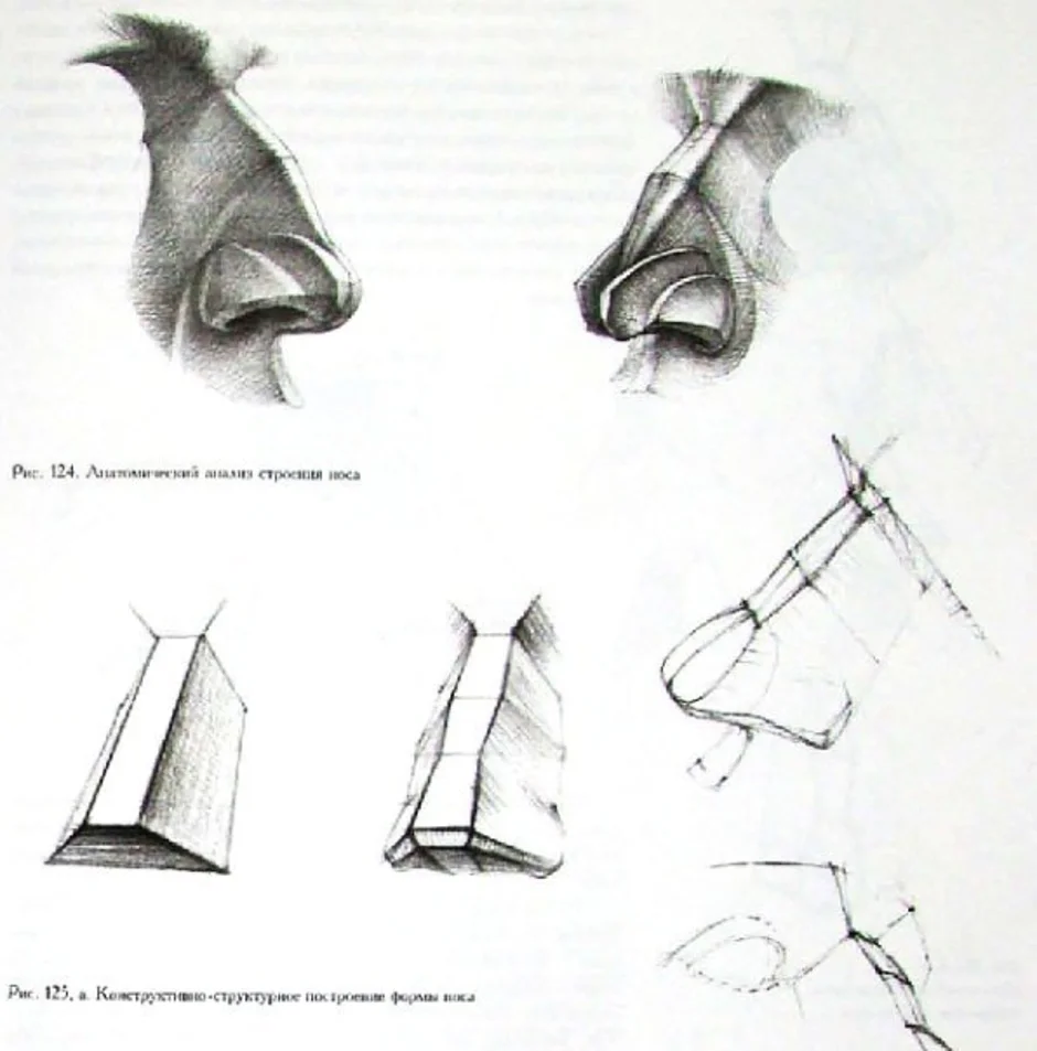 Построение носа поэтапно академический рисунок