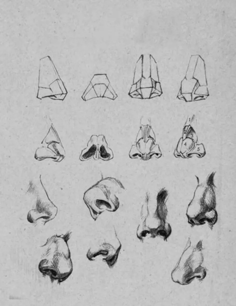 Пропорции носа. Готфрид Баммес нос. Баммес анатомия нос. Рисование носа в разных ракурсах. Построение носа.