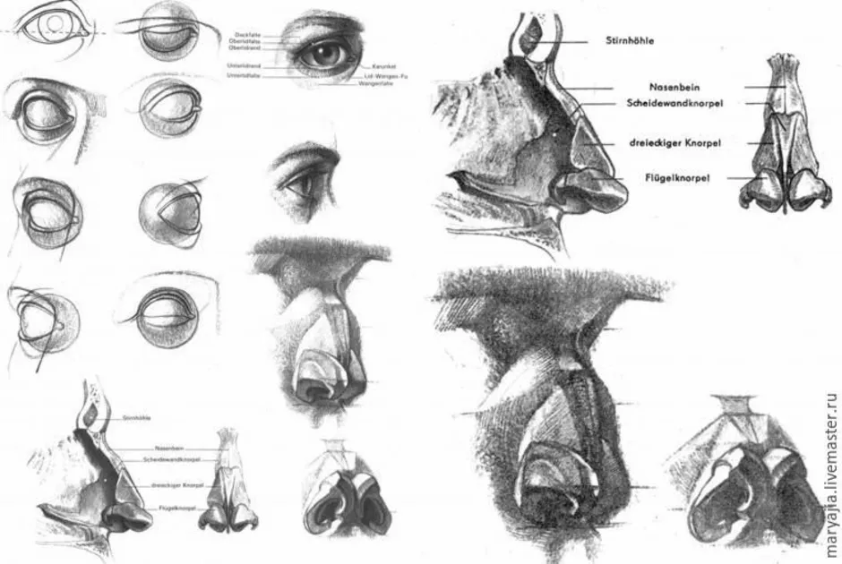 Рисунок карандашом строение носа