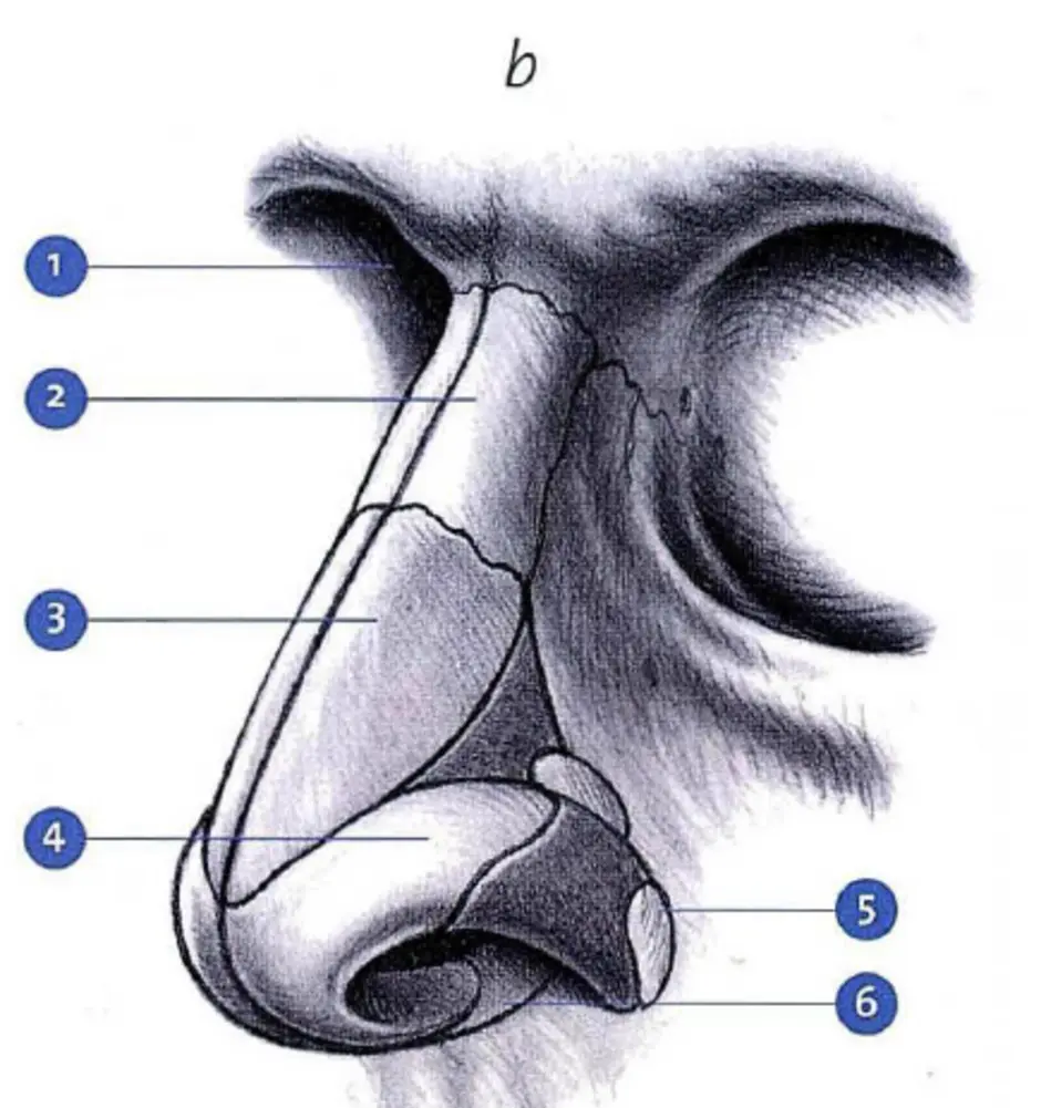 Анатомия Носа Фото