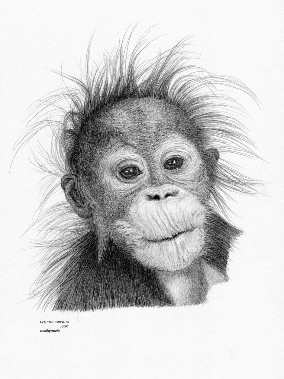Рисунок обезьяны карандашом. Обезьяна рисунок. Обезьяна рисунок карандашом. Портрет обезьяны карандашом. Шимпанзе карандашом.