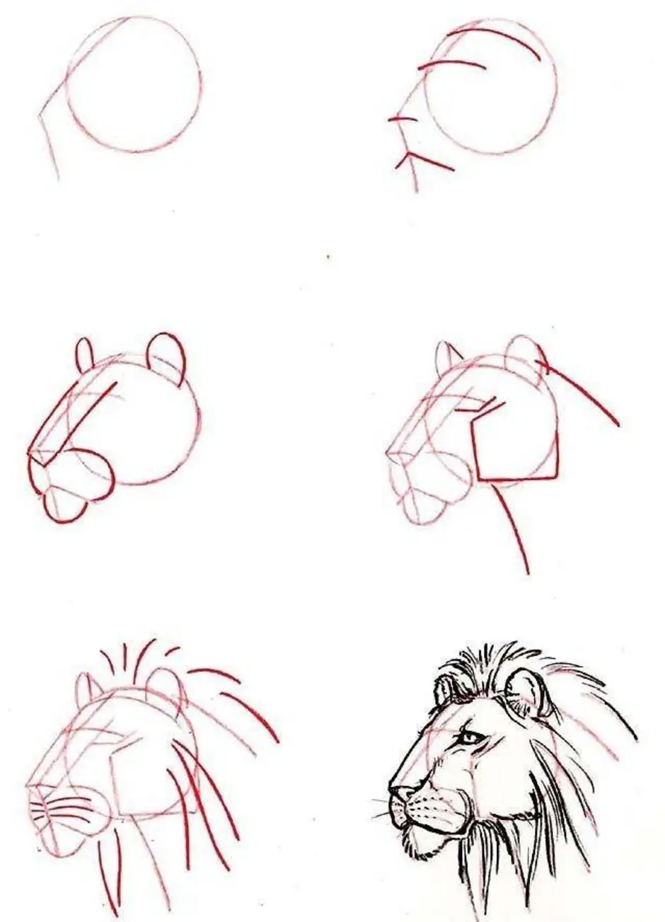 Как нарисовать (рисовать) животных - поэтапные рисунки и видеоуроки