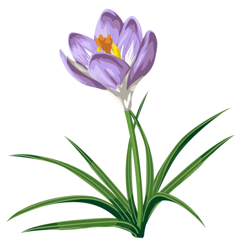 Крокус Шафран весенний. Подснежник безвременник. Crocus flavus. Крокус цветок листья. Подснежник картинка для детей на прозрачном фоне