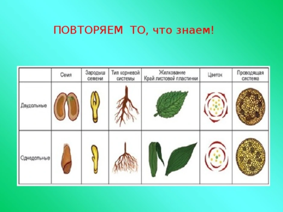 Однодольные и двудольные картинки