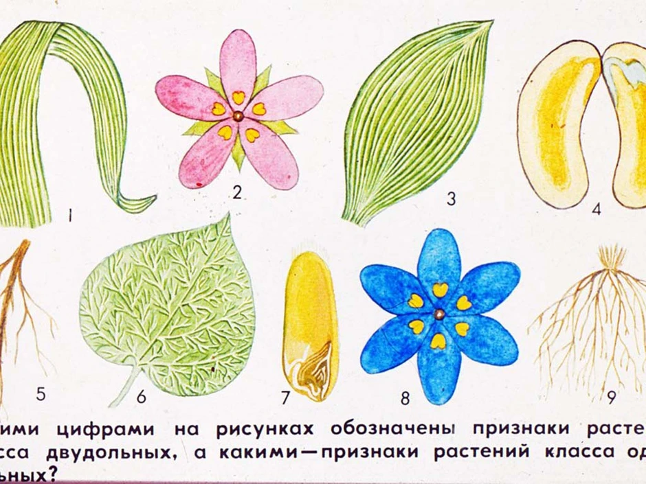 Однодольные и двудольные растения картинки