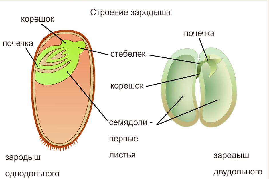 Схема однодольных растений