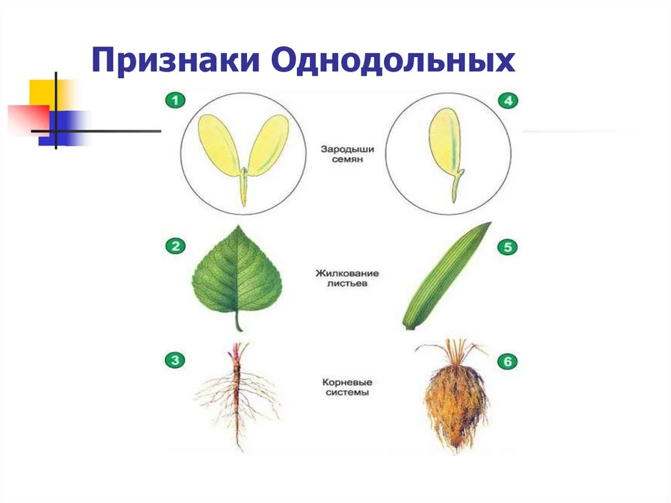 Однодольные и двудольные растения картинки