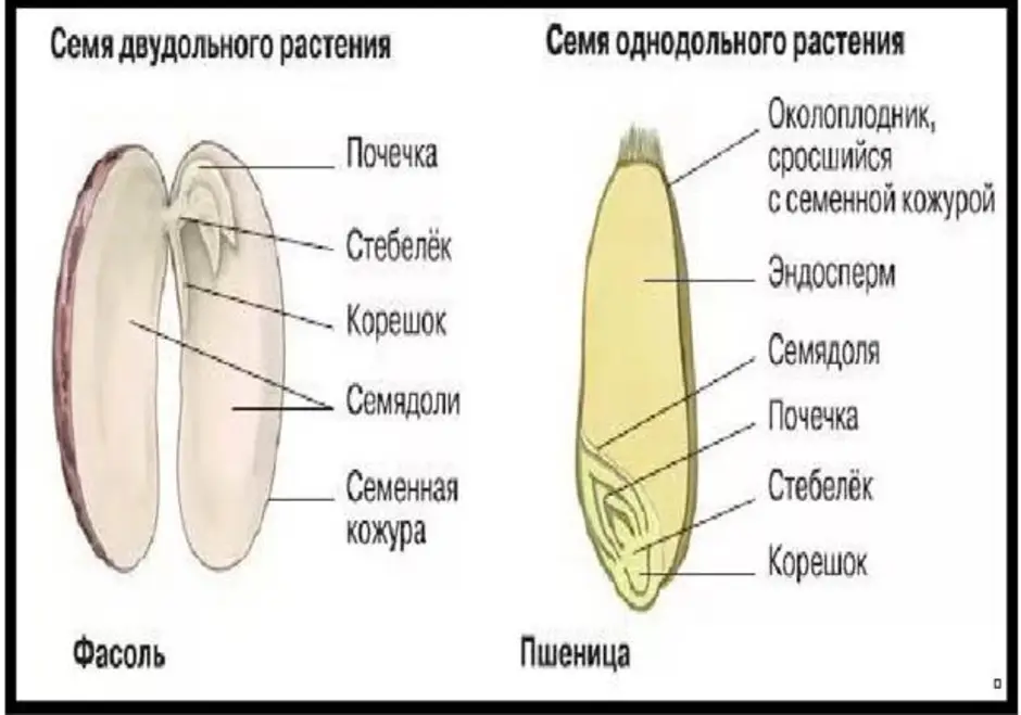 Выбери картинки на которых представлены семена однодольных растений семя перца семя фасоли