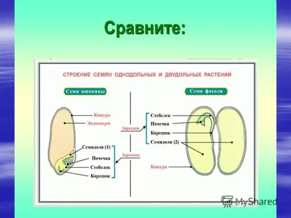 Однодольные и двудольные семена рисунок