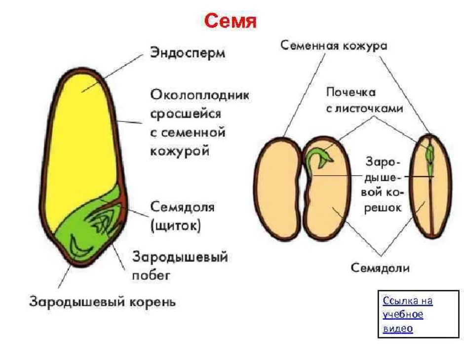 Рисунок семени двудольного растения