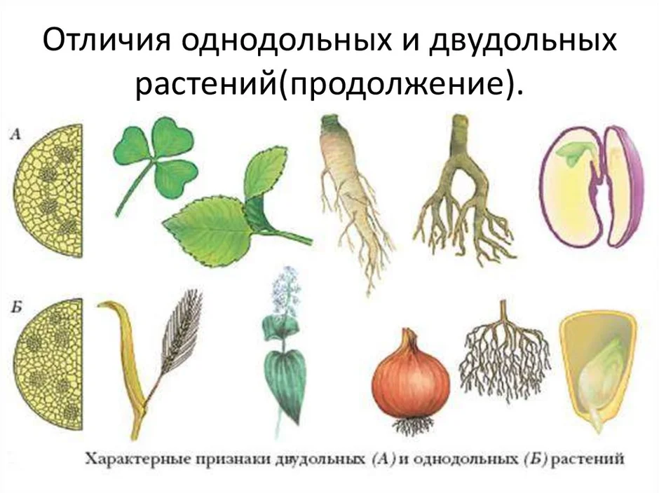 К какому классу относят растение лист которого показан на рисунке 1 хвощевые однодольные двудольные