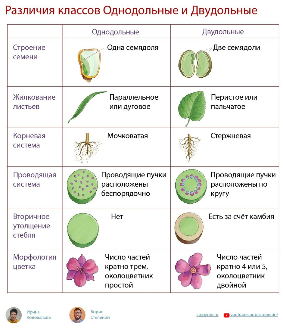 Однодольные и двудольные растения. Семена растений класса двудольные таблица. Семейства однодольных и двудольных растений таблица. Семейства класса двудольные и Однодольные.