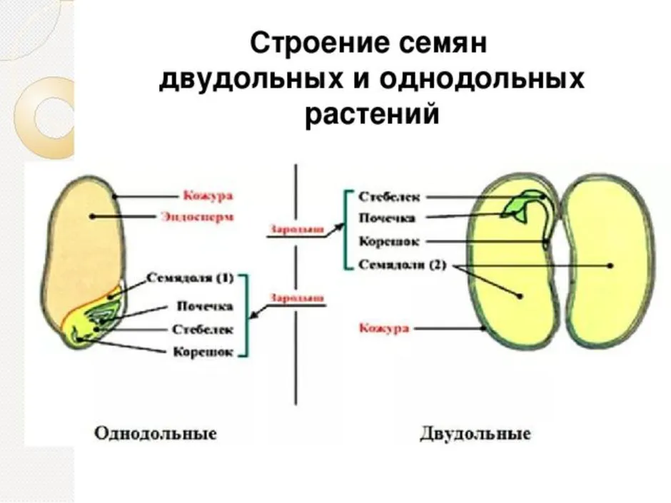 Строение семени однодольного растения