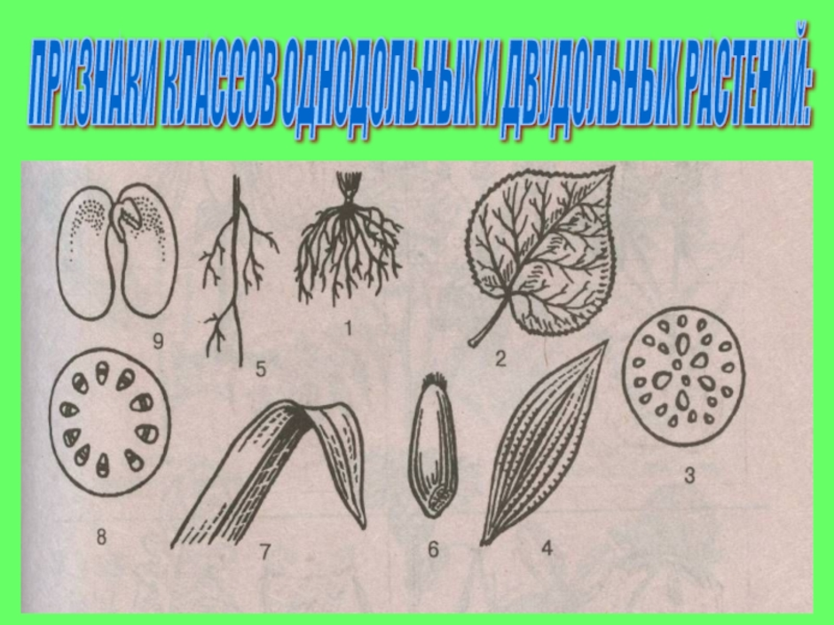 Признаки двудольных. Арахис относится к классу Однодольные или двудольные. Рисунок двудольного растения. Класс двудольные растения. Двудольные представители.