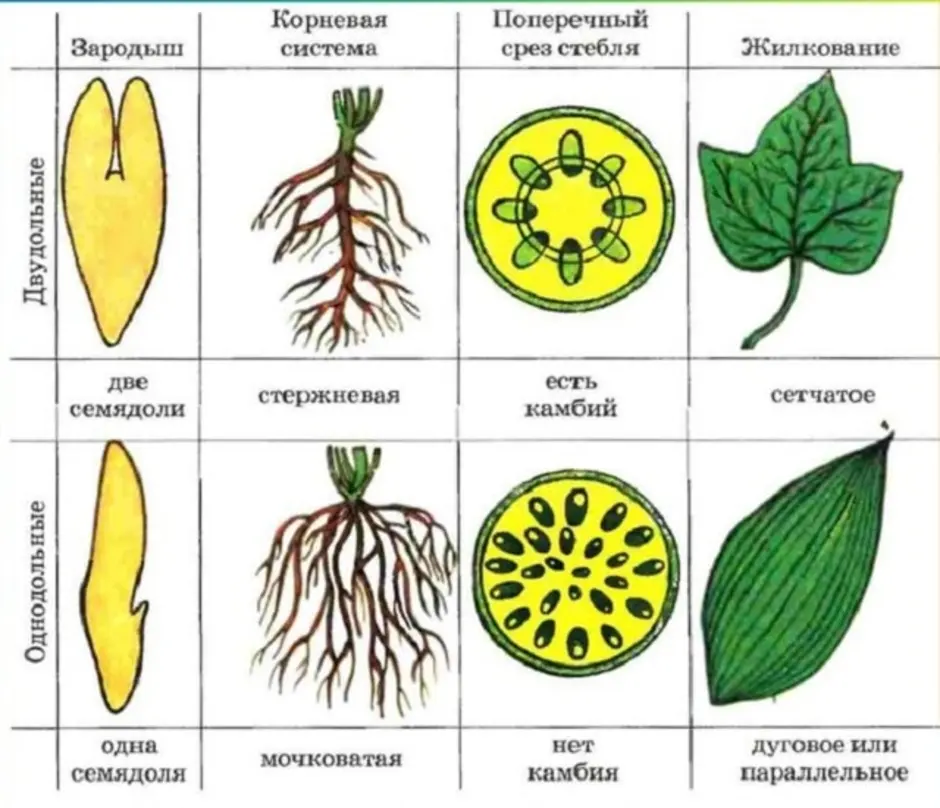 Лилейные Однодольные или двудольные. Однодольные и двудольные растения рисунок. Класс Однодольные растения. Однодольные растения картинки.