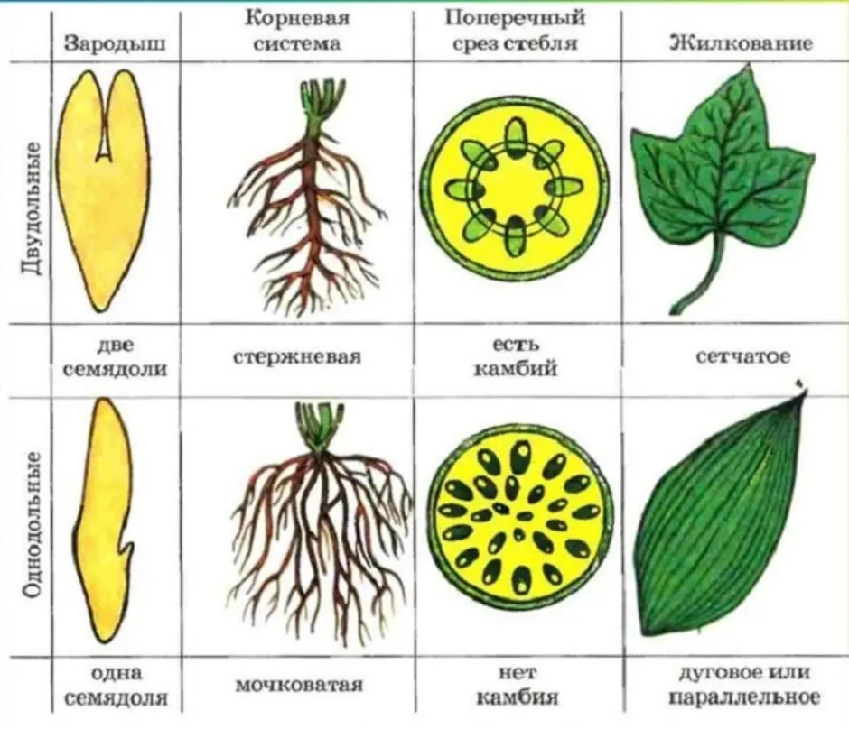 Однодольное растение рисунок