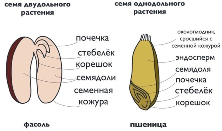 Семена однодольных и двудольных растений. Семя однодольного и двудольного растения. Строение семени однодольных и двудольных. Строение семени однодольного растения.