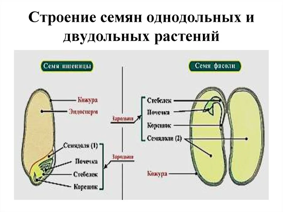 На рисунке представлены разрезы семени двудольного растения что изображено на рисунке под номером 4