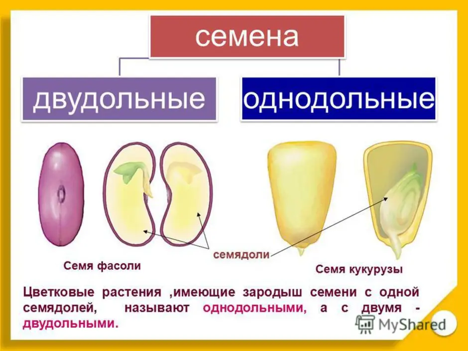 Однодольные и двудольные семена рисунок