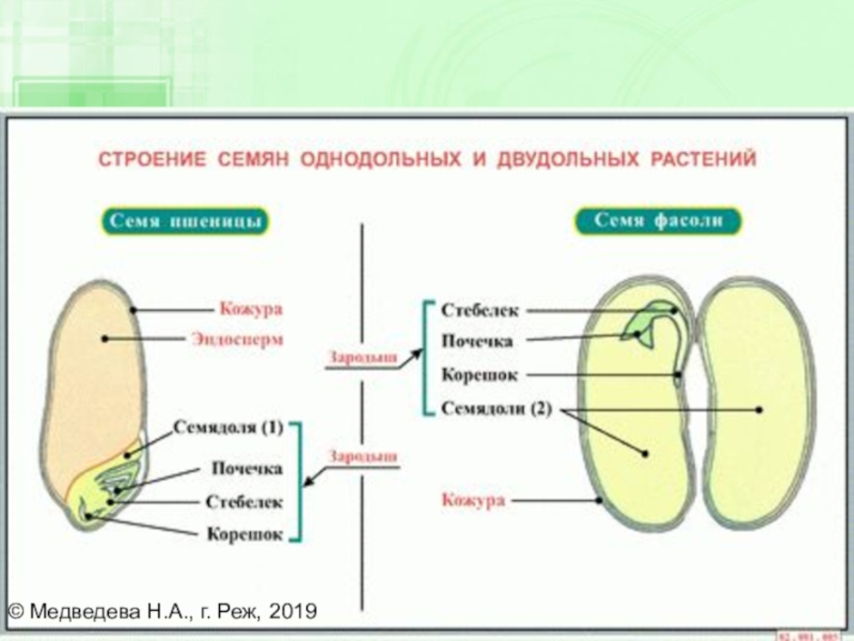 Схема однодольных и двудольных растений 6 класс