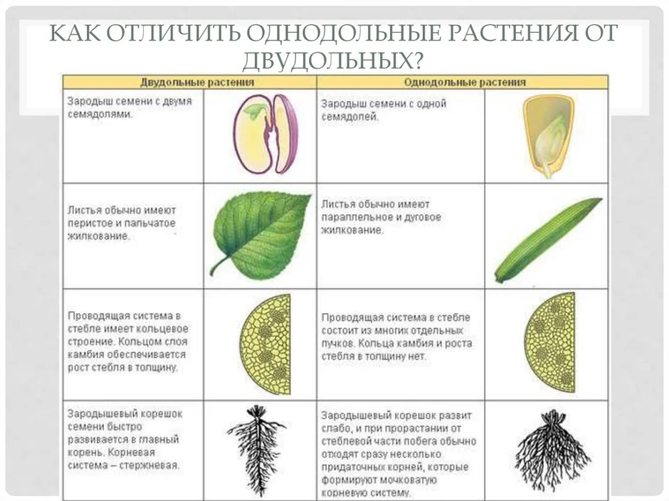 Семейства однодольных и двудольных растений презентация