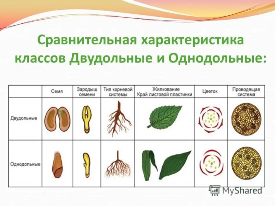 Признаки класса двудольных. Однодольные и двудольные растения 6 класс биология. Сравнение однодольных и двудольных растений 6 класс. Класс Однодольные и двудольные таблица. Биология 7 класс Однодольные и двудольные растения.