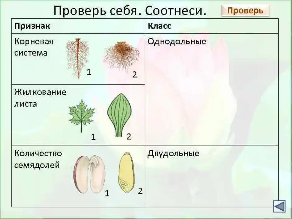 Класс однодольные и двудольные презентация 6 класс