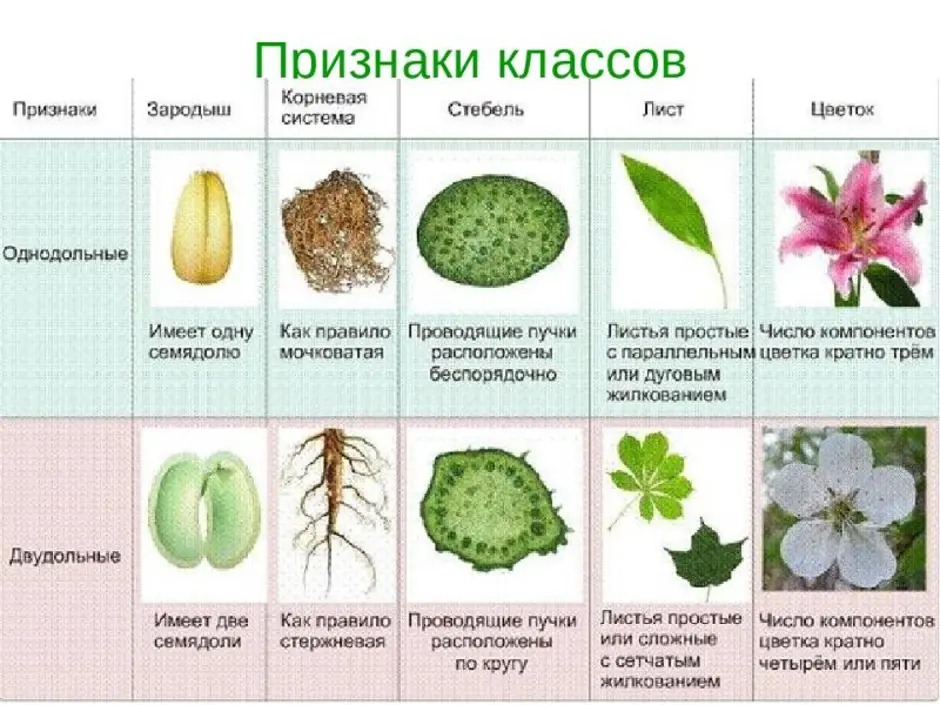 Схема строения однодольного растения