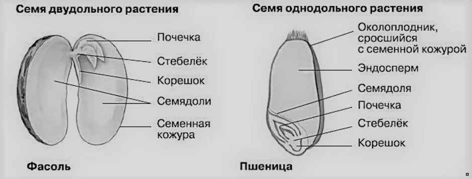 Строение двудольных. Строение семени однодольных и двудольных. Семена строение однодольных и двудольных. Схема строения двудольного и однодольного растения. Схема семени двудольного растения.