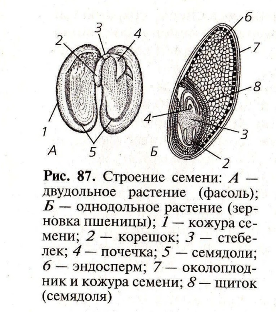 Рисунок строение семян однодольных растений