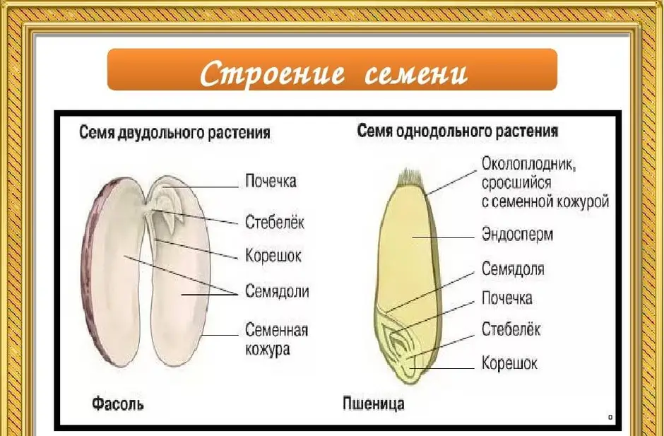 Изображение семени в разрезе с подписями