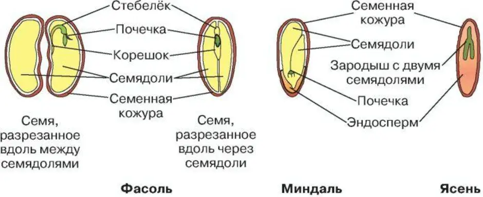 Схема однодольных растений