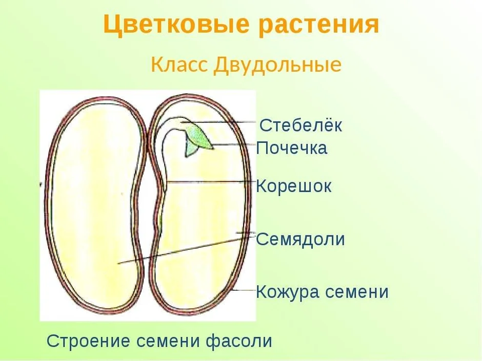 Выбери картинки на которых представлены семена однодольных растений семя перца семя фасоли