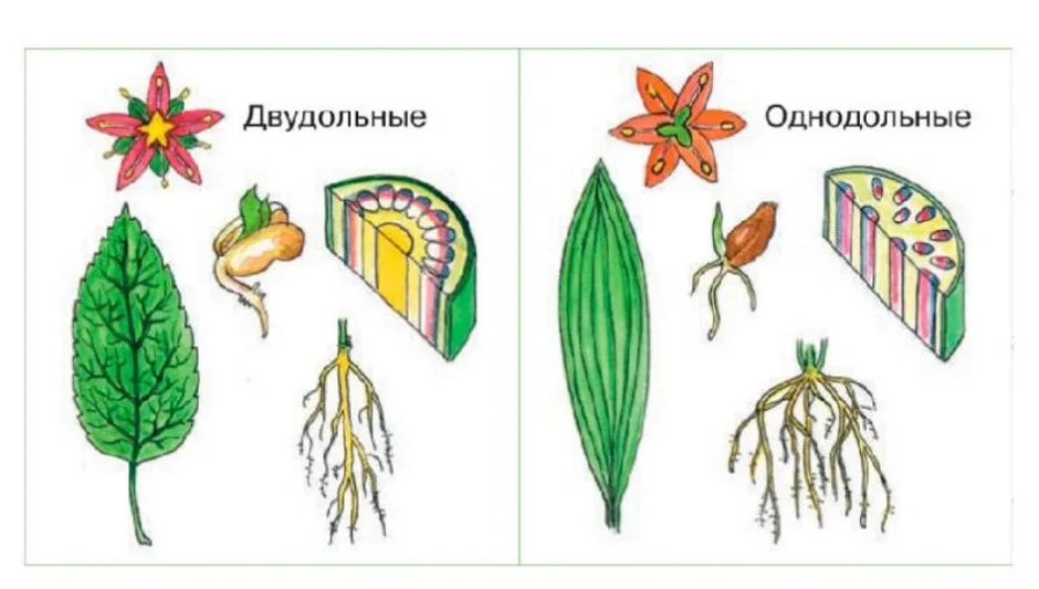 Рисунок однодольного растения и двудольного растения