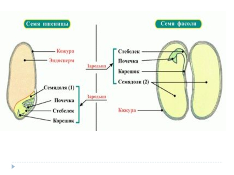 Строение семян однодольных и двудольных растений